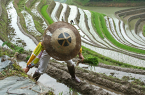 Longsheng rice terraces